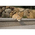 thumbnail image 6 of Hi-Line Gifts 11.25" Tabby Cat Looking Over Ledge Figurine, 6 of 6