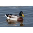thumbnail image 2 of Wild Duck Wall Mural by Wallmonkeys Peel and Stick Graphic (24 in W x 16 in H) WM184140, 2 of 4