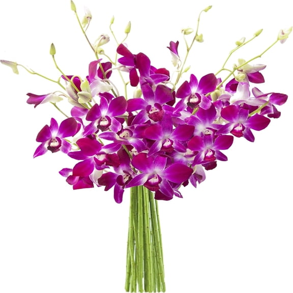 KaBloom : 10 Purple Dendrobium Orchids in a Vase, Next-Day Delivery, Gift for Every Occasion.