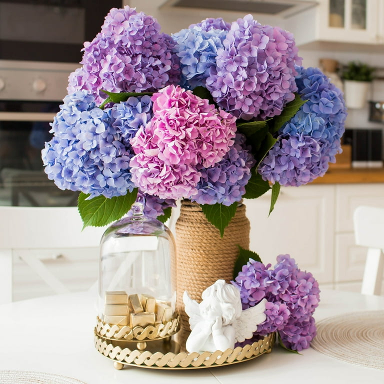 Endless Summer Blue The Original Bigleaf Hydrangea Flowering