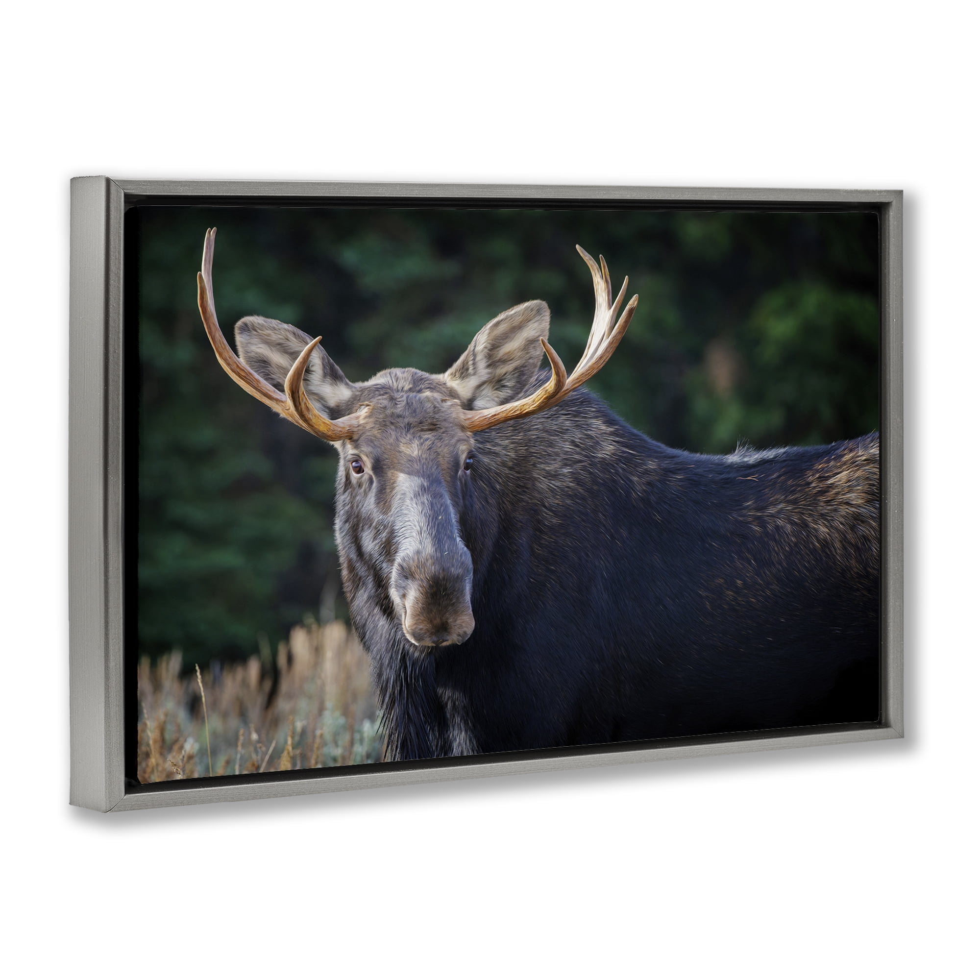 Stupell Industries Stoic Elk Portrait Animals Photography Gray Floater Framed Canvas Art Print Wall Art, 31 x 21