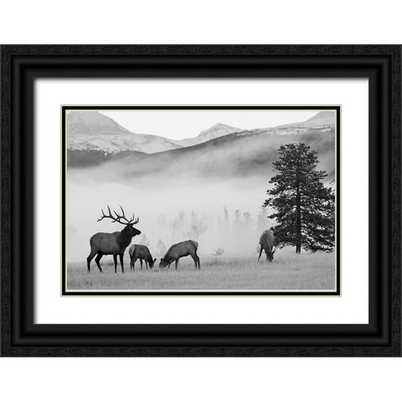 Delimont, Danita 14x11 Black Ornate Wood Framed with Double Matting Museum Art Print Titled - Mountain Elk