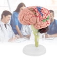 thumbnail image 3 of Modelo De Cerebro Humano 4D, Modelo Anatómico De Cerebro Humano, Modelo De Cerebro Humano Desmontado, Herramienta De Enseñanza Y Aprendizaje Estructural Inevent FN005784-00, 3 of 6