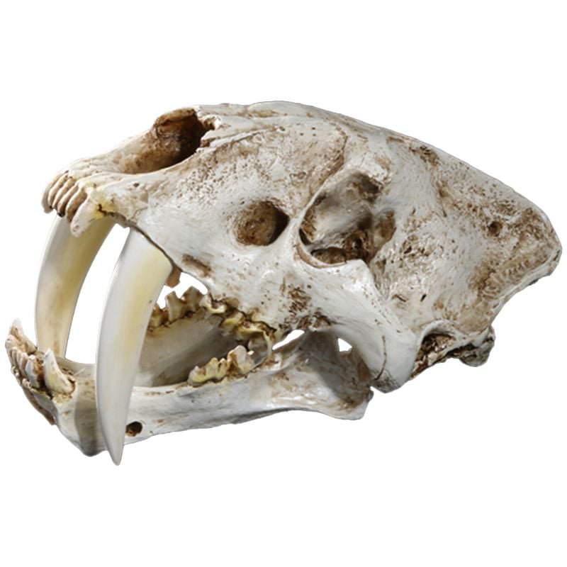 Lifesize Saber-Toothed Tiger Resin Skull Replica Head Model Mardi Gras Decor 