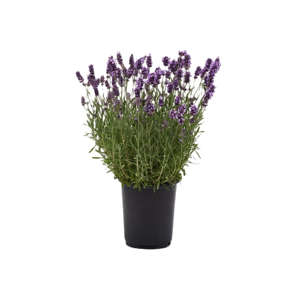 Expert Gardener Outdoor Live Plant Lavender Ellagance Purple 1QT, Full Sun