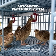 Hatching Time Quail Cage - 1 Section (Power-Washable, Durable, ABS Plastic) | Cimuka