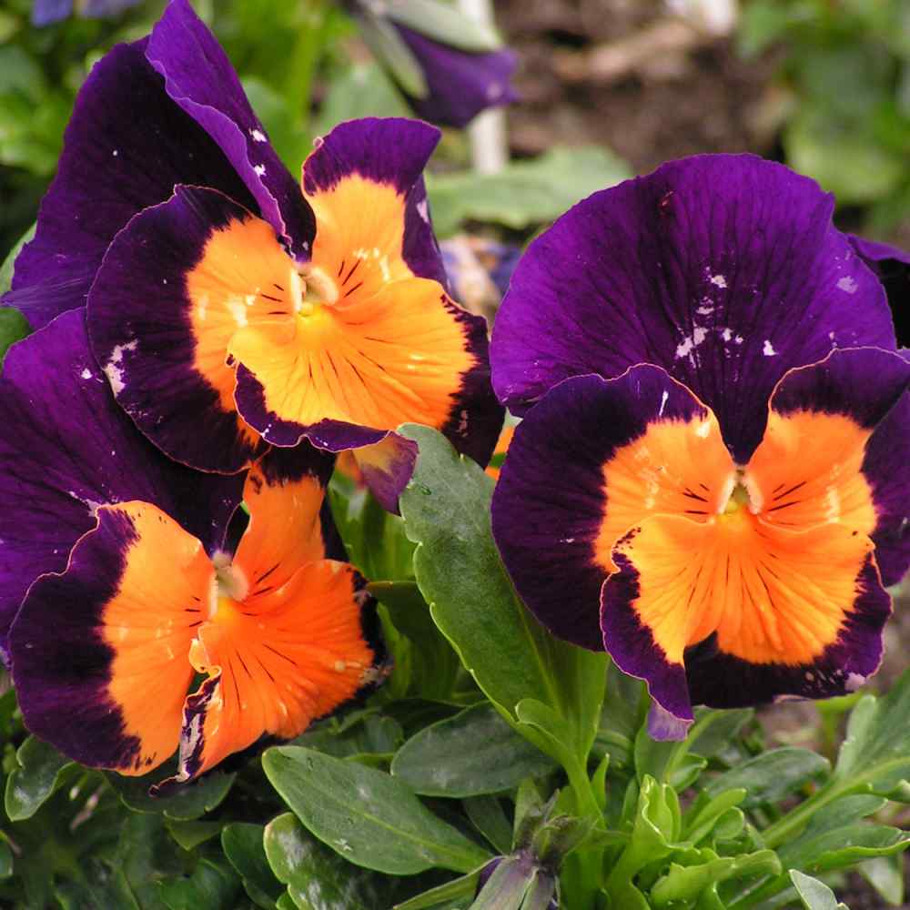 Outsidepride Pansy Jolly Joker 200 Seeds