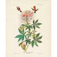 thumbnail image 3 of Audubon, John James 12x14 Black Modern Framed Museum Art Print Titled - Pl 379 Ruff-necked Hummingbird, 3 of 5