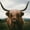 Open Field Highland Cow, variant on Elephant Stock Open Field Highland Cow Wall Art - Horizontal Canvas Wall Art - Living Room Wall Decor - Animal Canvas - Brown And Gray Decor - 12" x 8"