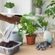 thumbnail image 5 of Fiudx Regadera a Presión, Pulverizador de Plástico de Gran Capacidad, Boquilla de Riego Ajustable, Recarga Fácil de Limpiar, Ideal para Jardinería, Lavado de Autos y Cuidado de Plantas, Uso Doméstico, 5 of 6