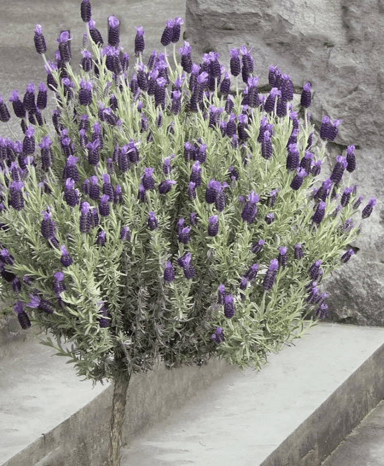 Set 2 Lavender Spanish Plants Live, Fragrant Lavender Flowering Herb for Indoor Outdoor Planting, 4-8 Inch Tall, Ready to Grow