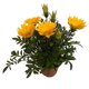 thumbnail image 3 of planta gazania 5", 3 of 5