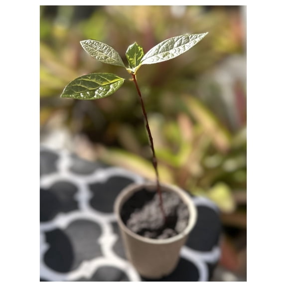 Avocado Tree Plant Starter Plant Young Plant Organic Hass Avocado Live Plant