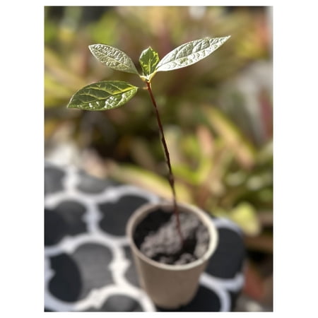 Avocado Tree Plant Starter Plant Young Plant Organic Hass Avocado Live Plant
