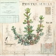 thumbnail image 2 of Staehling, Angela 26x26 Gold Ornate Wood Framed with Double Matting Museum Art Print Titled - Portulacaria-Sketchbook, 2 of 4