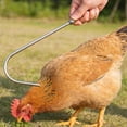 thumbnail image 4 of BESTYASH 3Ud Herramienta Para Atrapar Pollos Con Gancho De Inoxidable Para Manejo En Corral Y Granja, 4 of 8
