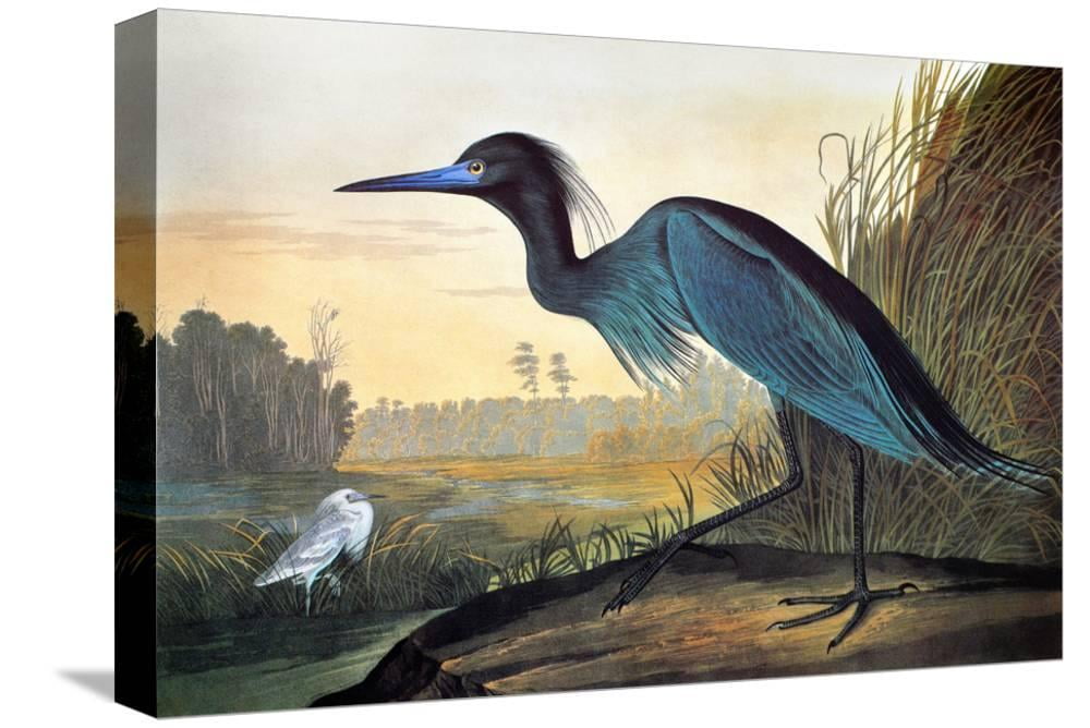 Audubon Little Blue Heron, Animals GalleryWrapped Canvas Print Wall