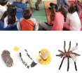 thumbnail image 4 of Juguete Modelo de Crecimiento de Hormigas Figuras Educativas del Ciclo de Vida para Proyectos Escolares Educativos ANGGREK Otros, 4 of 8