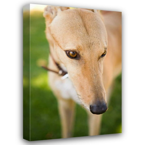 Karyn Millet 23x32 Gallery Wrapped Canvas Wall Art Titled - Greyhound