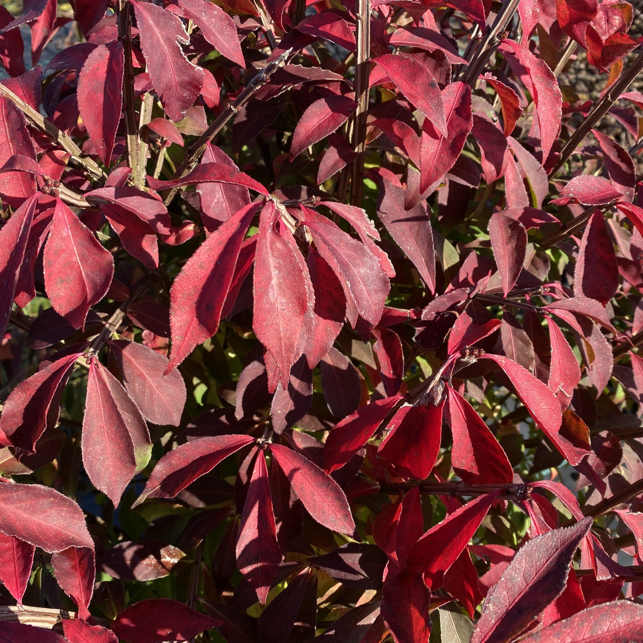 Proven Winners ColorChoice 5" Red Fire Ball Seedless Burning Bush Live Plant in 4.5" Pot (4 Count)