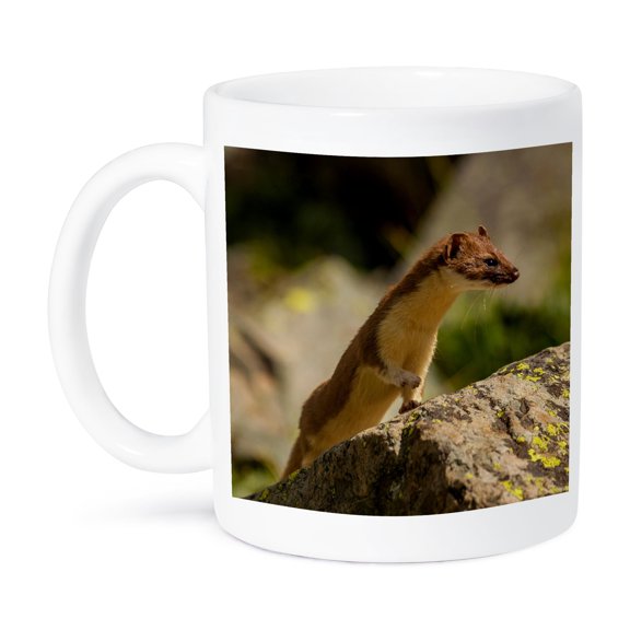 3dRose, USA, Colorado, San Juan Mountains. Short-tailed weasel in summer fur., 15oz Mug