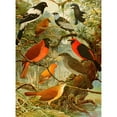 thumbnail image 2 of Emil August Göldi 19x24 Gold Ornate Framed and Double Matted Museum Art Print Titled - Tie-Tinga, Pipira, Cri-Cri-No, Loao De Barro, Gallo Da Serra, Pavao Do Mato (1900-1906), 2 of 4