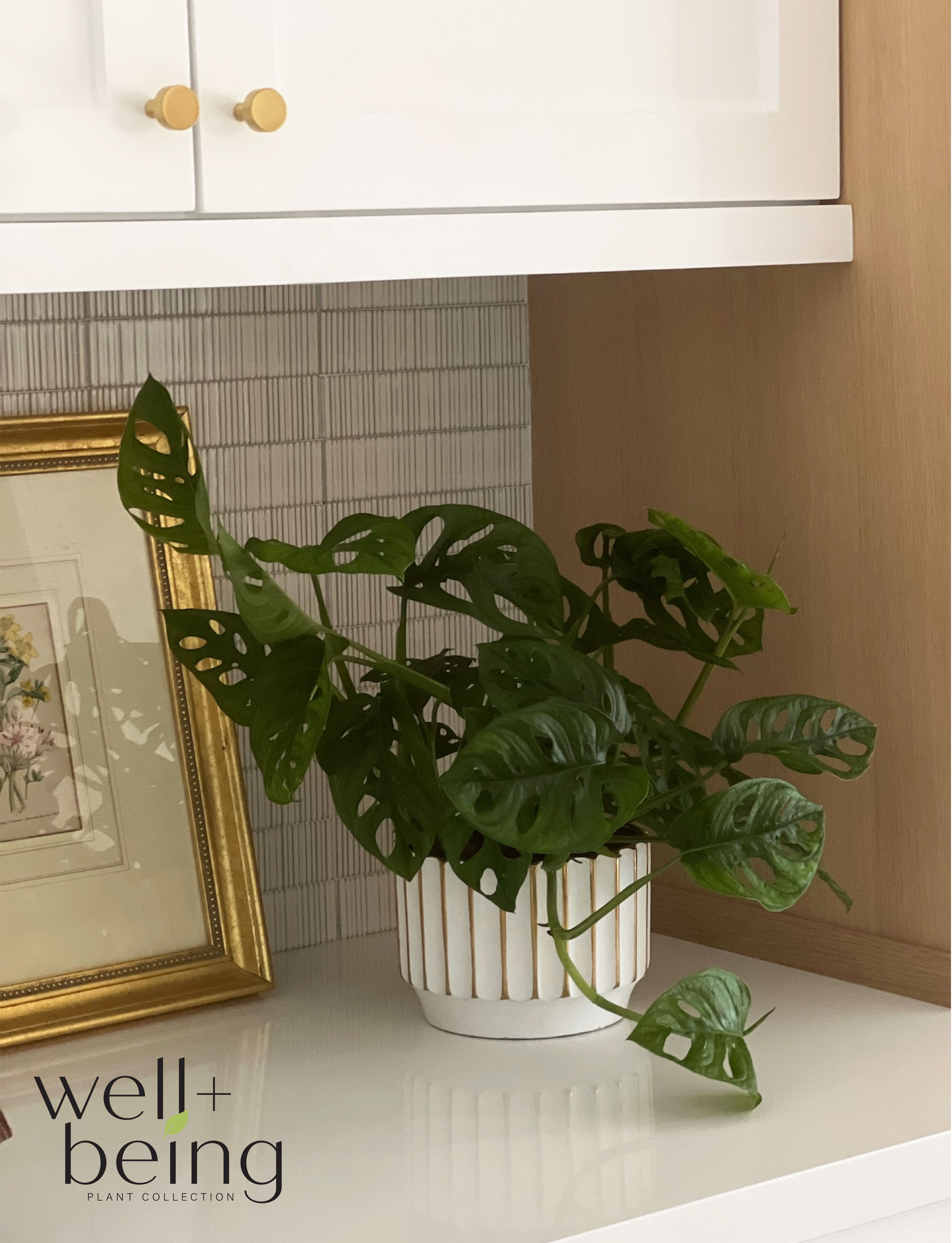 Nature's Way Farms Philodendron Swiss Cheese Live Plant (8-15 inches tall) in growers pot