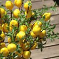 thumbnail image 5 of Artificial Lemon Fruit Props Imitation Plants Home Decor Party Wedding 50cm Realistic Vine, 5 of 5