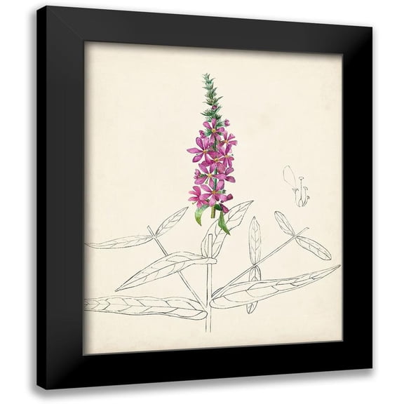 Unknown 12x14 Black Modern Framed Museum Art Print Titled - Watercolor Botanical Sketches V