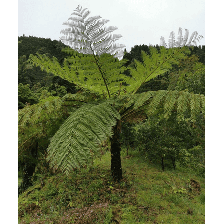 Live Australian Tree Fern Plant Cyathea Cooperi Lacy Tree Fern Plant 4-7"Tall, Ship No Pot