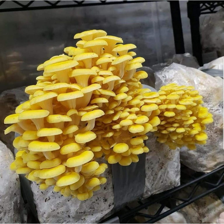 Kit Champignon Mushroom Growing, Mushroom Spawn MycéLium A Faire