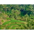 thumbnail image 2 of Eggers, Terry 24x19 Black Ornate Wood Framed with Double Matting Museum Art Print Titled - Indonesia-Bali-Ubud-Tegallalang Rice Terraces near Ubud, 2 of 4