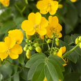 QAUZUY GARDEN Egyptian Senna MMF7 Alexandrina Seeds East Indian Senna