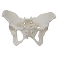 thumbnail image 3 of Modelo de Pelvis Femenina, Equipo Portátil de Enseñanza de Ciencias Médicas de Calidad, 3 of 8