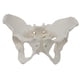 thumbnail image 3 of Modelo de esqueleto de pelvis femenina, modelo médico, , práctico y de , ideal para exhibición y aprendizaje profesional., 3 of 8