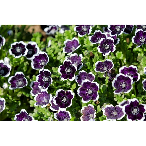 Seedville 50 Nemophila Discoidalis Plant Seed, Black & white flowers
