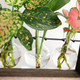thumbnail image 3 of Florero hidropónico con marco de madera, 3 of 5