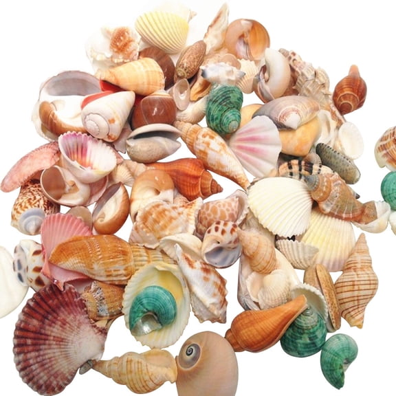 AntiGuyue Assorted Color Natural Seashells for Coastal Home Decor, Floral Wreaths, Vase Fillers and Craft Art Projects
