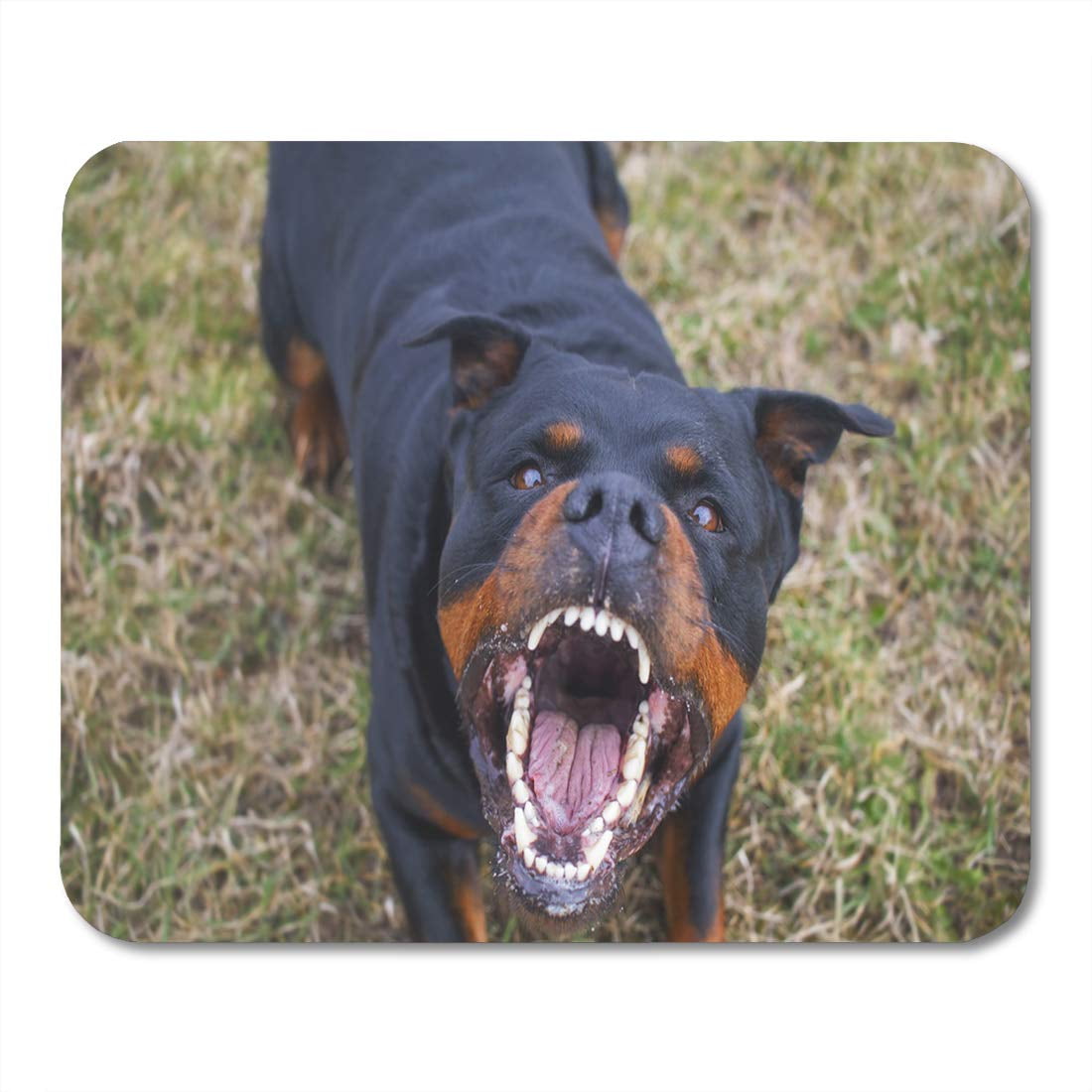 Aggressive Rottweiler Snarling Rottweiler