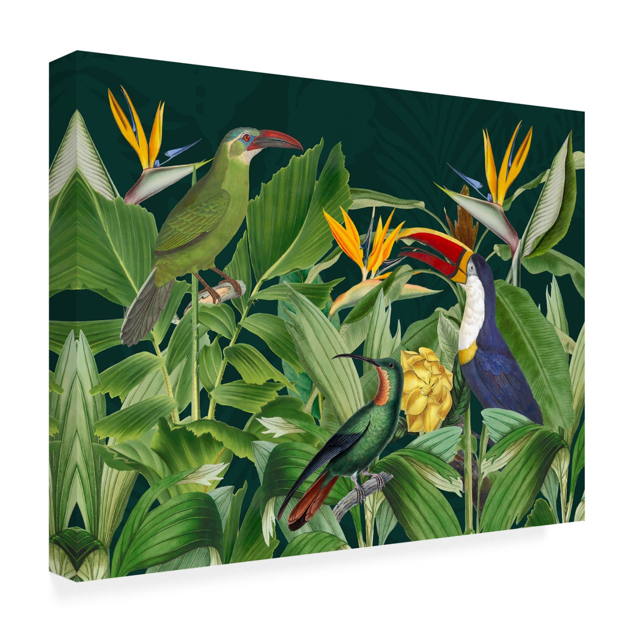 Trademark Fine Art Andrea Haase  Rainforest Birds Canvas Wall Art