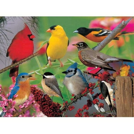 - Impact Photographics IMP5213084S Puzzle Backyard Birds 500 piece Puzzle
