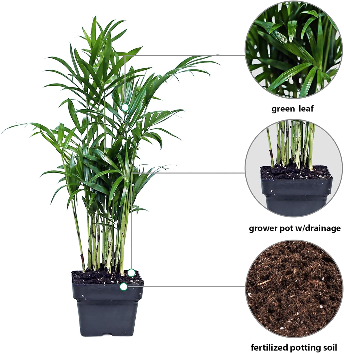 12 Pack Live Parlor Palm, Chamaedorea Elegans, Neanthe Bella, Indoor Potted Houseplant, Christmas Gift for Co-worker, Plant Mom Dad Gift, Live Decor, Birthday Gift in 3" Pot