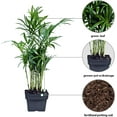 thumbnail image 2 of 12 Pack Live Parlor Palm, Chamaedorea Elegans, Neanthe Bella, Indoor Potted Houseplant, Christmas Gift for Co-worker, Plant Mom Dad Gift, Live Decor, Birthday Gift in 3" Pot, 2 of 5