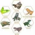 thumbnail image 3 of HUGFEGWE DOERDO 3 Pcs Resin Cactus Decor Simulation Cactus Plant Landscaping Decoration for Tortoise Lizard Gecko Bearded Dragon, 5.5x2 Inch CJB91-90270, 3 of 7
