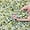 Jade Gravel, variant on 10LB Black Pea Gravel for Landscaping, 3/8 Inch Black Pebbles for Plants Cactus Succulent Fish Tank and Garden Black Stones
