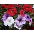thumbnail image 3 of 250 MIXED COLORS PETUNIA Flower Seeds, 3 of 5