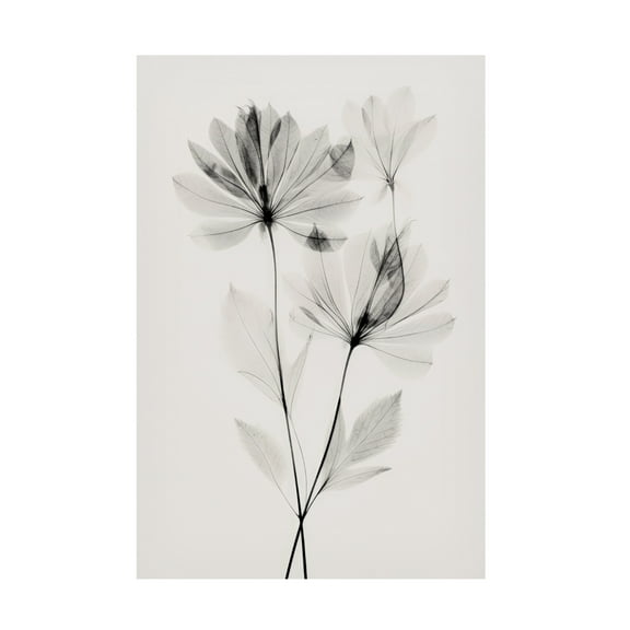 Trademark Fine Art Treechild Transparent Botanic No 4 Canvas Wall Art