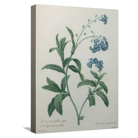Art.com Forget-Me-Not Stretched Canvas Print Wall Art by Pierre-Joseph Redoute, 12" x 16"
