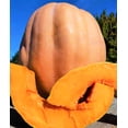 thumbnail image 5 of TomorrowSeeds - Dickinson Pumpkin (Kentucky Field) Seeds - 60+ Count - For 2026 Planting Patch, 5 of 9