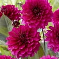 thumbnail image 2 of Van Zyverden Dahlias Flaming Love Blend, 7 Bulbs, Multi-color, Full Sun, Annual, Flowering, 2 of 9
